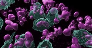 El recuerdo de un tumor: descubren células «memoriosas» capaces de producir anticuerpos contra el cáncer