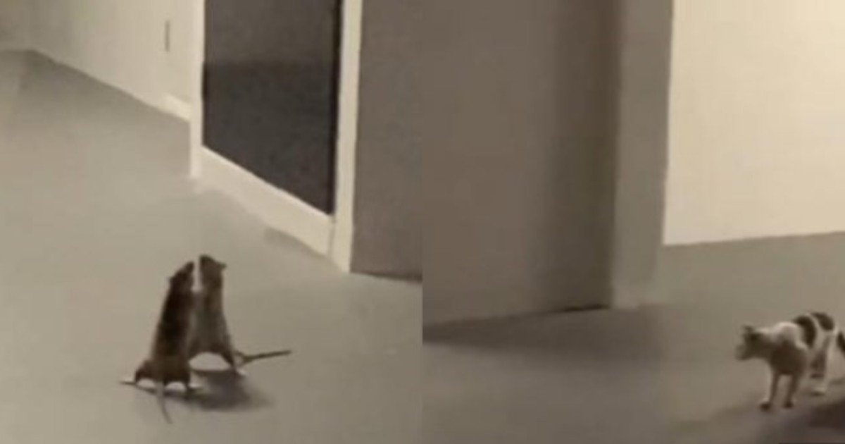 Filmaron a un gato mirando tranquilamente una pelea entre dos ratas