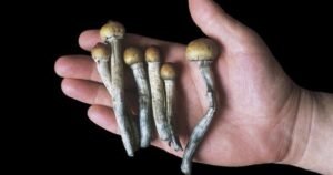Comprueban por primera vez que un medicamento natural puede ser eficaz para vencer la adicción a la cocaína