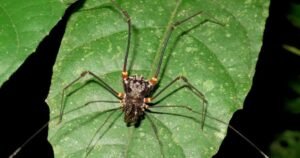 Descubren una especie de arañas que capturan y devoran ranas vivas