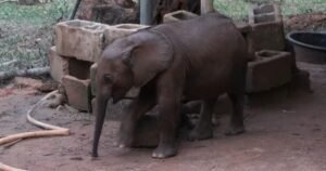 El increíble rescate de Agbaibor, un elefante huérfano
