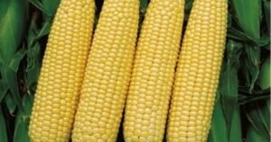 Científicos chinos desarrollaron un súper maíz de alto contenido proteico