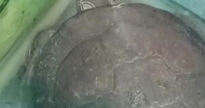 Fue al jardín de su casa y encontró un pequeño animal de una especie en peligro crítico de extinción que requería ayuda