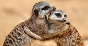 Un zoo sacrificó varias suricatas con perfecta salud por peleas internas en el grupo