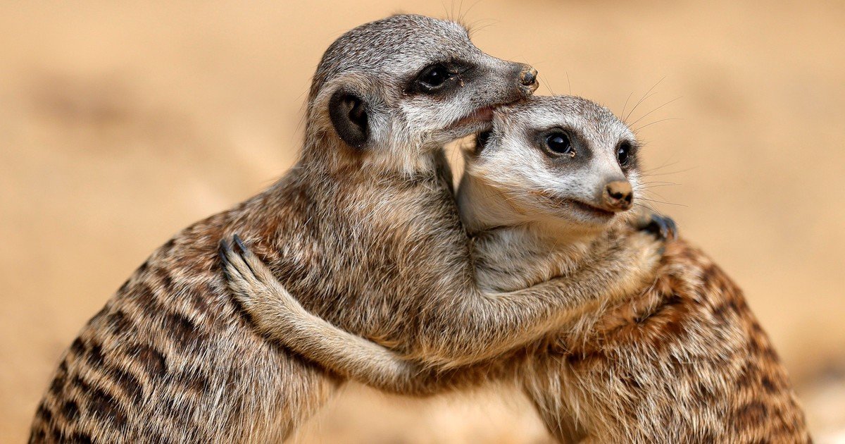 Un zoo sacrificó varias suricatas con perfecta salud por peleas internas en el grupo