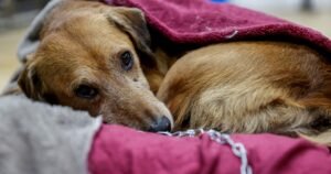 Proponen en Uruguay otorgar un día de licencia laboral remunerada por muerte de mascota