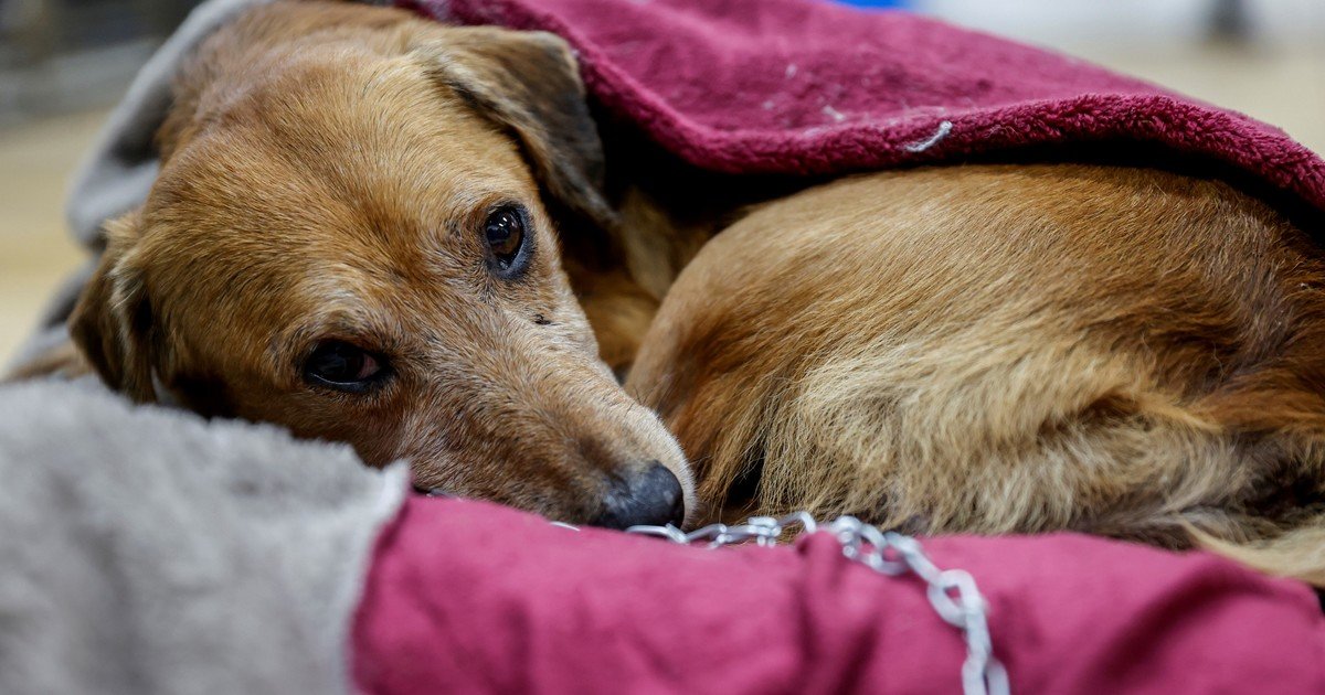 Proponen en Uruguay otorgar un día de licencia laboral remunerada por muerte de mascota