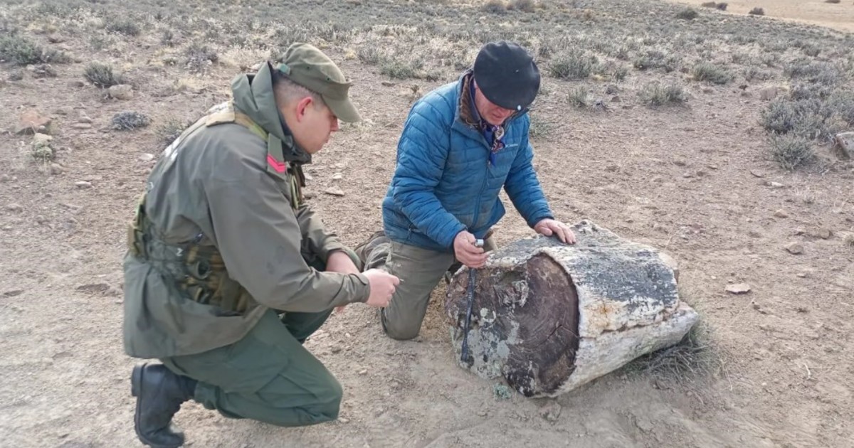 Hallaron un bosque de troncos petrificados de 50 millones de años en la Patagonia argentina