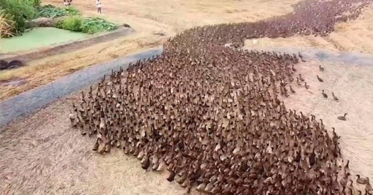 El ejercito de 10.000 patos entrenado para cumplir una tarea estratégica en un arrozal