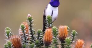 El colibrí que maravilla a la ciencia con su canto único de contra tenor