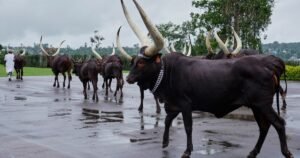 Las reses reales de Ruanda, el rebaño que es tratado como si fueran princesas