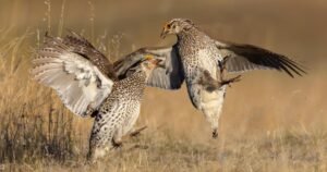 Gastaron más de 5 millones de dólares para salvar una especie y en seis meses murieron 29 de 30 aves