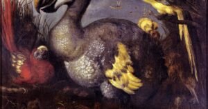 Dodo: el ave gigante extinta que comía piedras y que no le temía a los humanos