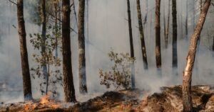 Cuarta ola de calor en Francia, 42 grados y el fuego que no cede: despliegan 2.200 bomberos en Gironda