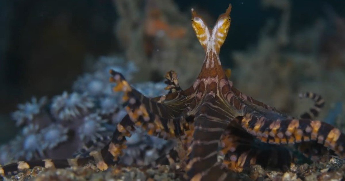 Asombro en el fondo del mar: fotografiaron un raro pulpo que cambia de color y tiene ojos alargados
