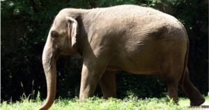 No saben qué hacer con Patty, el único elefante que queda en Nueva York