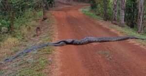 Filmaron a una anaconda de 6 metros guiando en una ruta a un grupo de serpientes