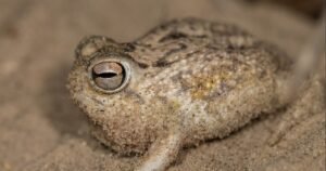 La minería y el comercio de mascotas están terminando con las últimas «ranas gritonas»