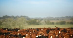Ganadería de Precisión: cómo transformar la identificación electrónica en rentabilidad ganadera