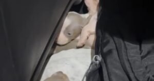Incautaron 12 perros salchicha que llevaban escondidos en un auto desde Entre Ríos a Uruguay