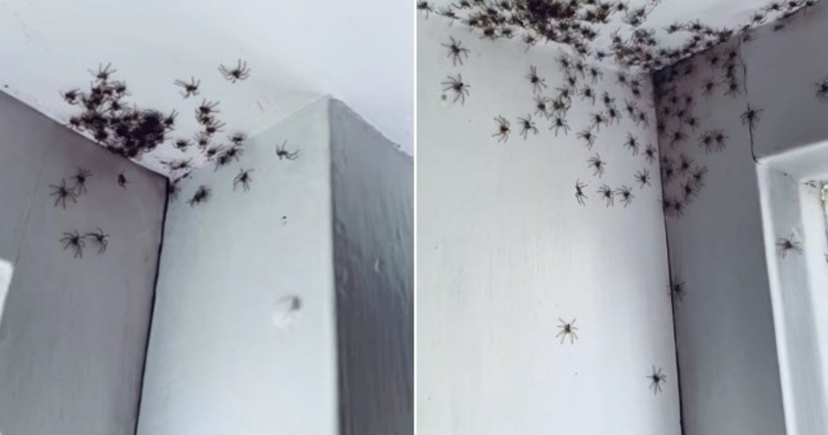 Una madre entró al cuarto de su pequeña hija y se encontró con una invasión de arañas
