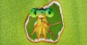 Eligieron la foto del año de la biodiversidad: una libélula curiosa