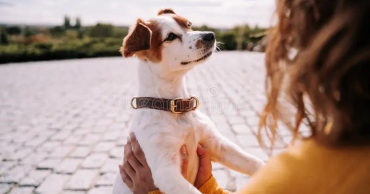 Descubren que los perros pueden distinguir entre el miedo y la tristeza en los rostros humanos