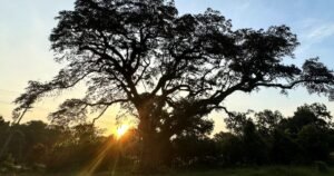 Tratan de salvar en EE.UU. a un árbol que fue testigo de la Guerra de Independencia