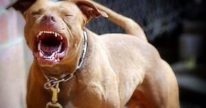Habló la mamá del nene que murió tras el ataque de un Pitbull: «Lo que yo vi es una tragedia»