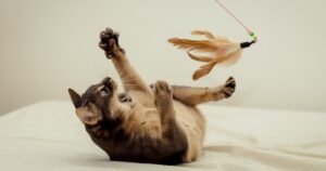 Veterinarios y especialistas en comportamiento felino coinciden sobre cómo jugar con tu gato: «Si no se está moviendo, tu gato no está cazando»