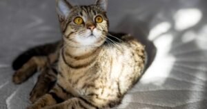 Día Internacional del Gato: por qué se celebra el 8 de agosto y cómo hacer feliz a tu felino
