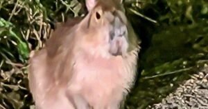 Samba, el «capibara fugitivo», apareció con vida cinco meses después de escapar de un zoológico: «Sobrevivió en cursos de agua todo este tiempo»