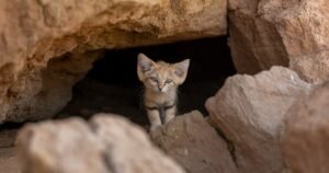 Un hombre logró fotografiar al gato de las arenas, uno los felinos más esquivos del mundo: «Es muy, muy raro verlos, estoy feliz»
