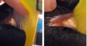 El ave que asombra: el tucán que tiene un cuello transparente