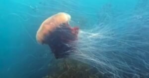 Un conservacionista filmó a una medusa gigante con tentáculos de 12 metros: «Debía tener el tamaño de un autobús o un tren pequeño, no podía creer lo grande que era»