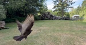 Un buitre regresó a la naturaleza tiempo después de sobrevivir a un desafortunado accidente en una carretera: «Cada liberación exitosa nos recuerda por qué es importante la rehabilitación de la fauna silvestre»