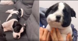 Un cachorrito causa ternura con su cara hinchada por comerse una abeja