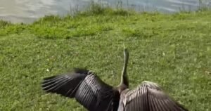 Una aninga australiana rehabilitada volvió a vivir en libertad tras haber sido víctima de un preocupante incidente con un hilo de pesca: «Tenía el pico enredado con un sedal y fue hallada colgando de un árbol»