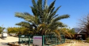 Con un puñado de semillas de 2000 años de antigüedad resucitaron una palmera extinta