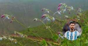 Descubrieron una nueva especie de planta con flores blancas y celestes y llevará el nombre de Lionel Messi