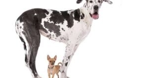Los perros más grandes envejecen antes y la respuesta puede estar en los genes saltarines