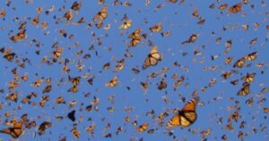 El increíble viaje de 14.000 km que hacen las mariposas desde el Sahara hasta Europa