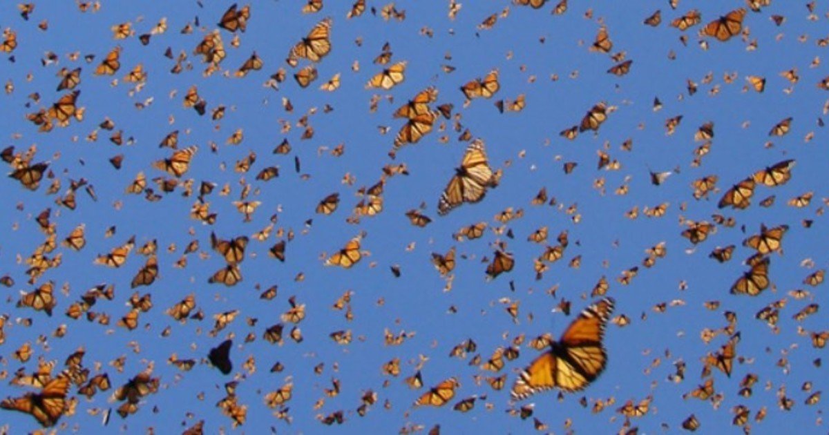 El increíble viaje de 14.000 km que hacen las mariposas desde el Sahara hasta Europa