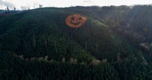 La increíble cara sonriente formada por árboles que aparece cada otoño en un bosque