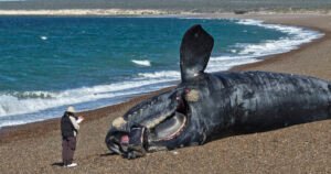 Alerta por la muerte de ballenas en Puerto Madryn: dos hipótesis y otro posible efecto de El Niño