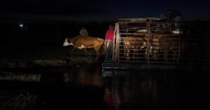 Desesperación de los productores y rescate contra reloj de los animales ante el avance del agua en el Litoral