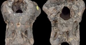 Un cráneo fósil estuvo escondido 100 años en un cajón y ahora descubren que es de una nueva especie de dinosaurio