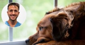 Lluís Benítez, oncólogo veterinario: “Se sabe, por estadística, que el cáncer es la causa de muerte de la mitad de los perros de más de 10 años»