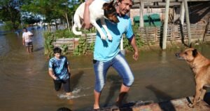 Súper Niño: por las inundaciones, serpientes y yacarés avanzan en zonas pobladas del Litoral