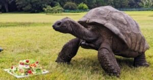 Jonathan, la tortuga que cumplió 194 años, podría tener el secreto de la eterna juventud